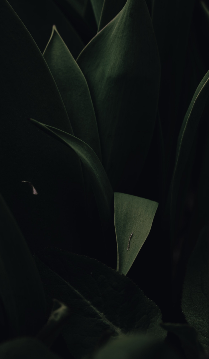 an aesthetic picture of a plant in low light