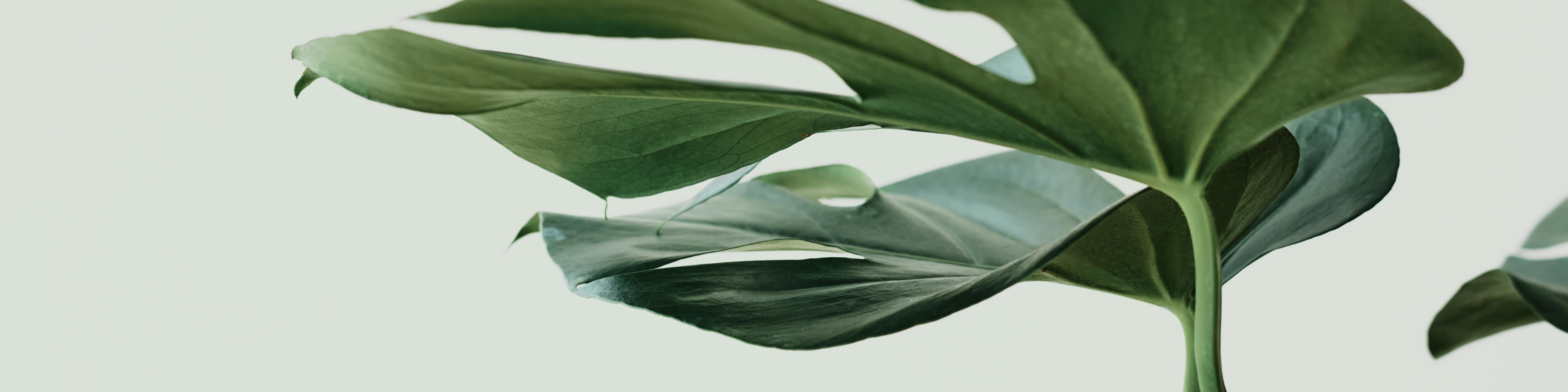 potrait picture of a green plant with dusky background